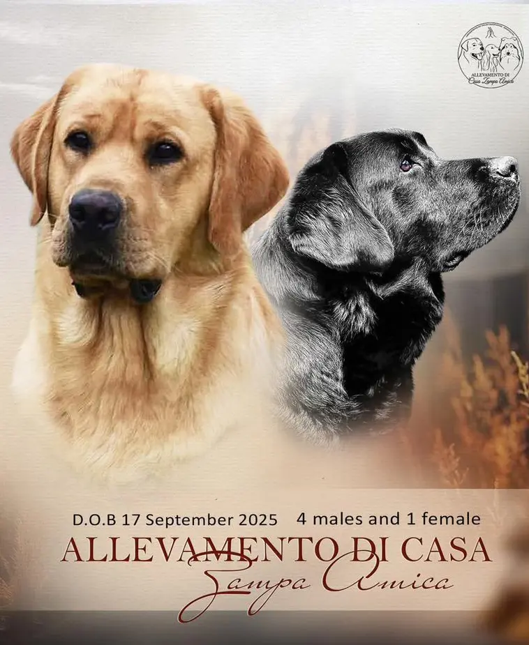 Cucciolata labrador intipama eskimo e intipama zamira - allevamento a trento