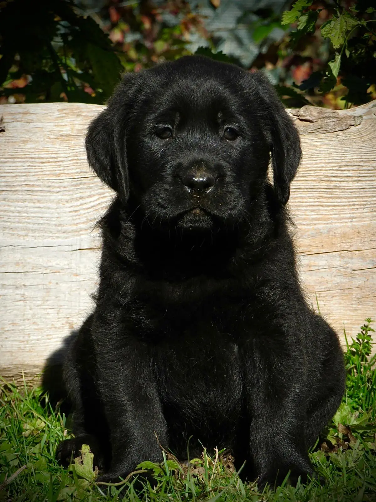 Labrador retriever nero - allevamento a trento