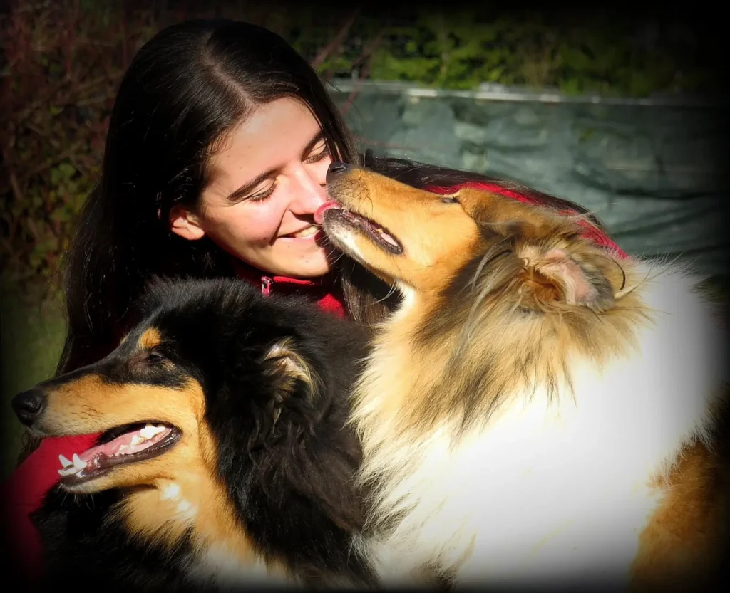 allevamento di cuccioli labrador cocker pastori scozzesi a trento