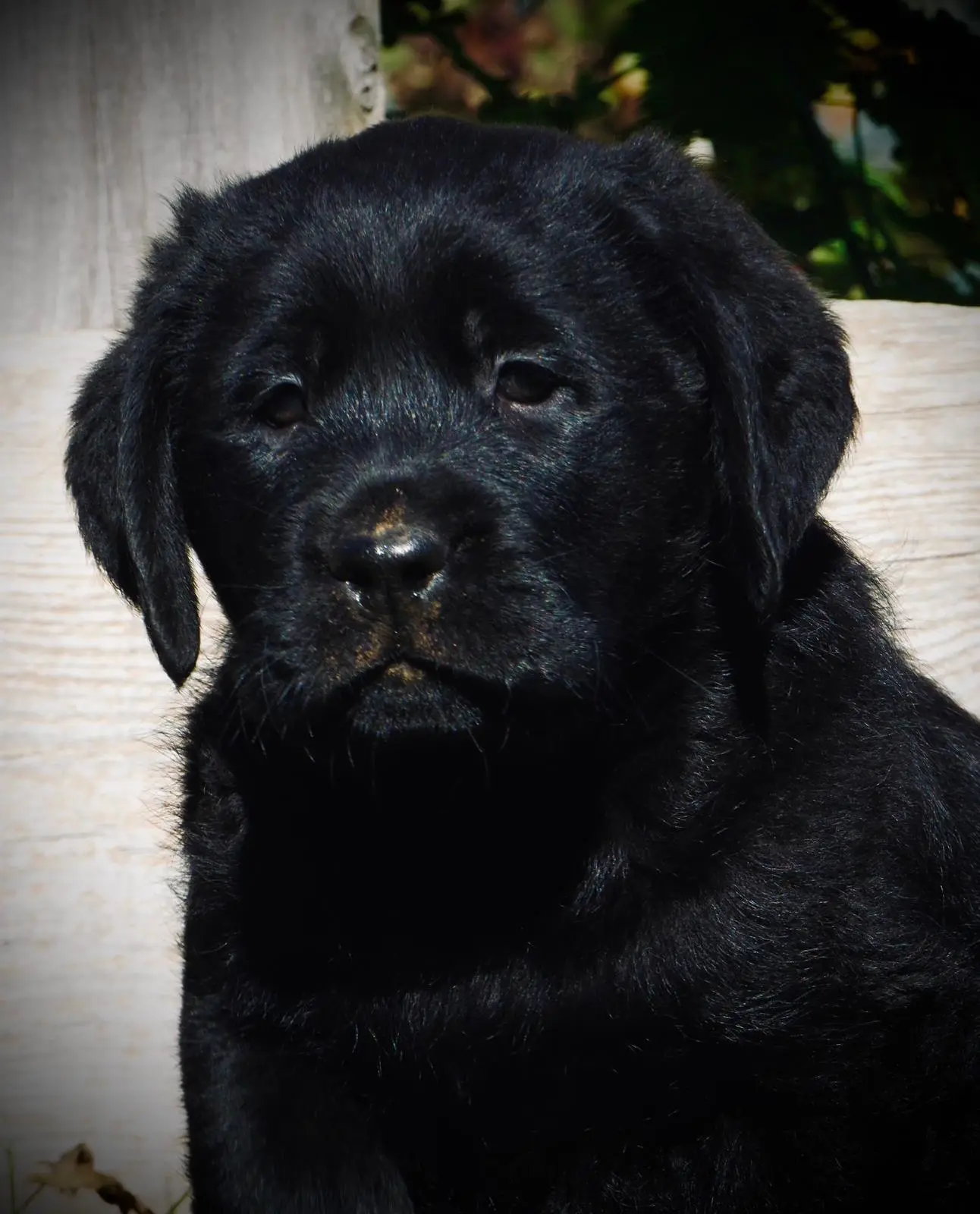 cucciolo labrador a trento - allevamento labrador a trento