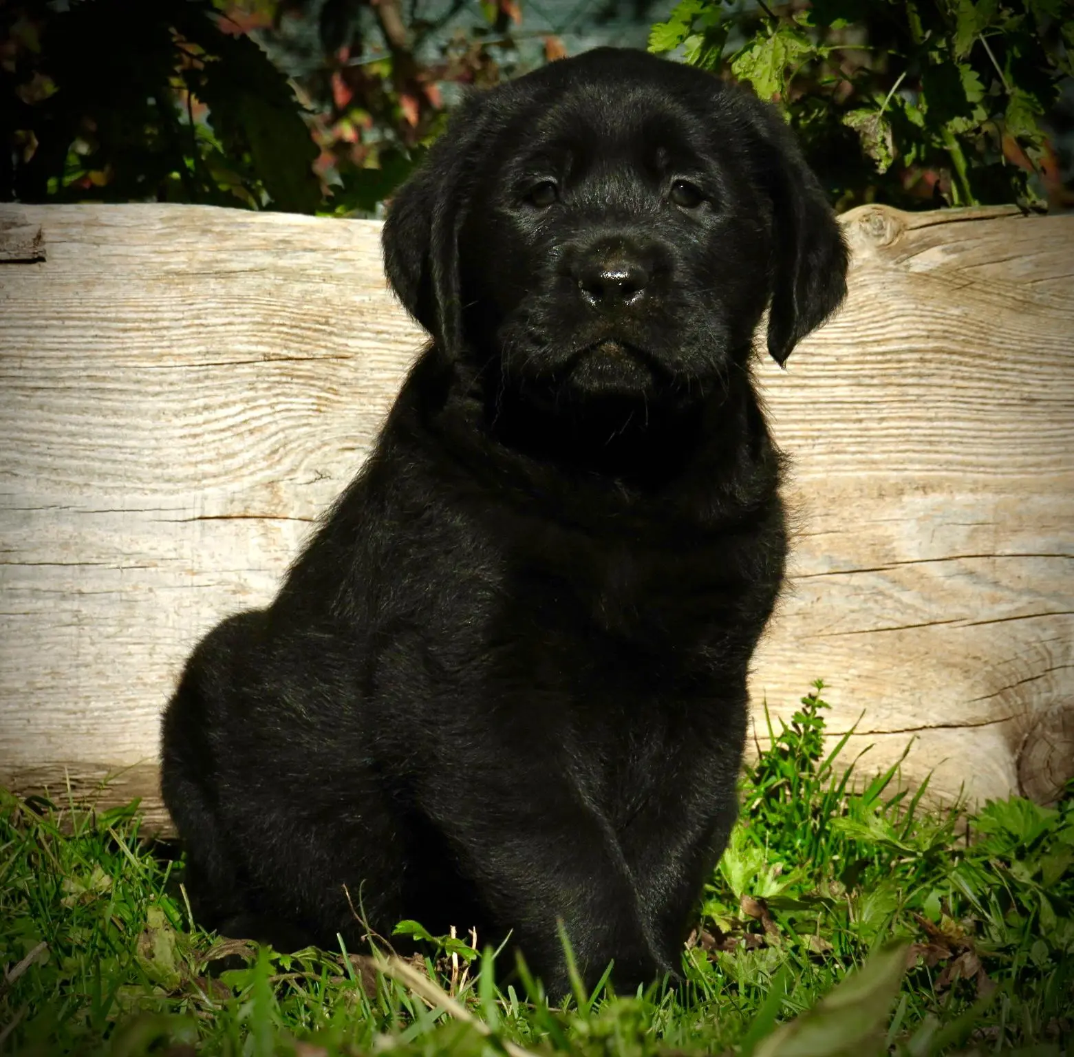 cucciolo maschio labrador a trento - labrador nero