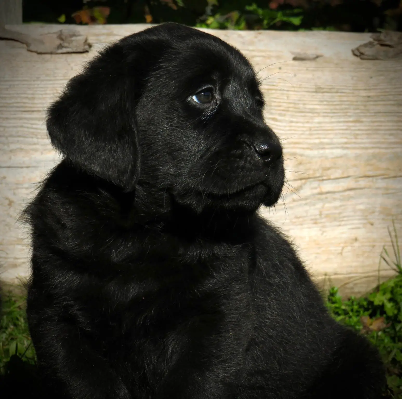 labrador trento - allevamento cuccioli trento