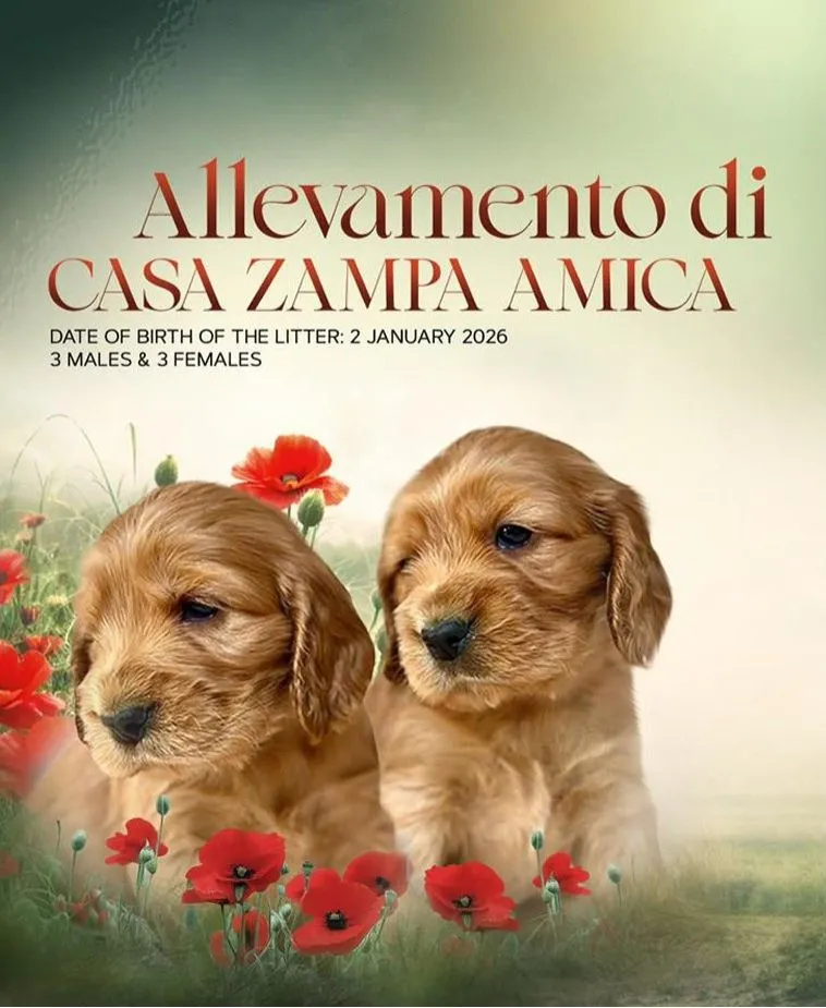 Cucciolata english cocker spaniel - allevamento a trento