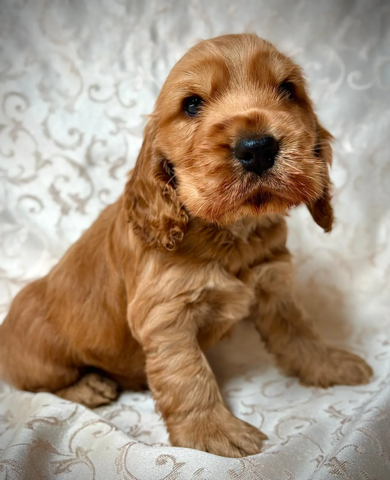 cucciolata english cocker spaniel a trento - allevamento casa di zampa amica