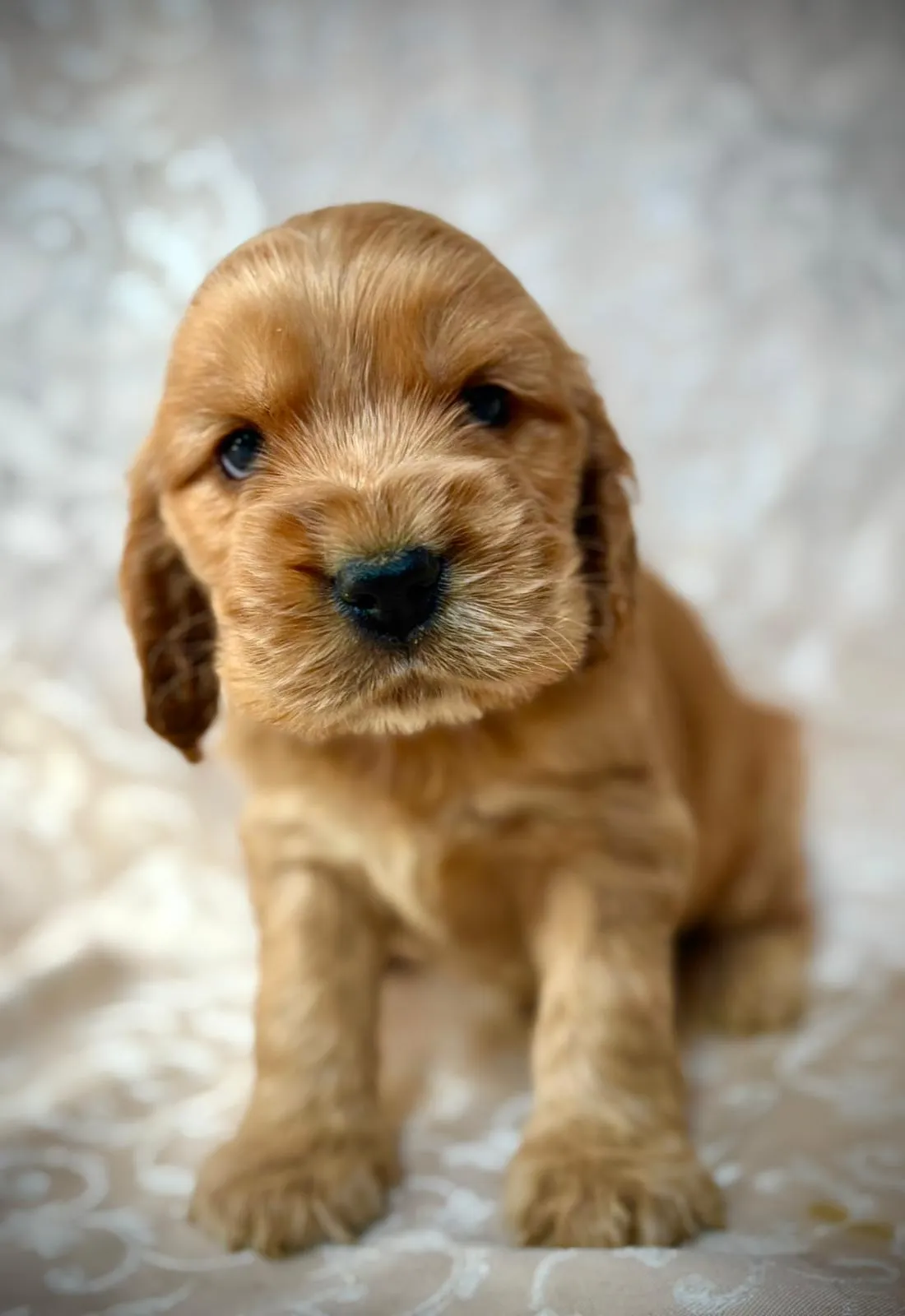 cucciolo di cocker a trento - cocker fulvo