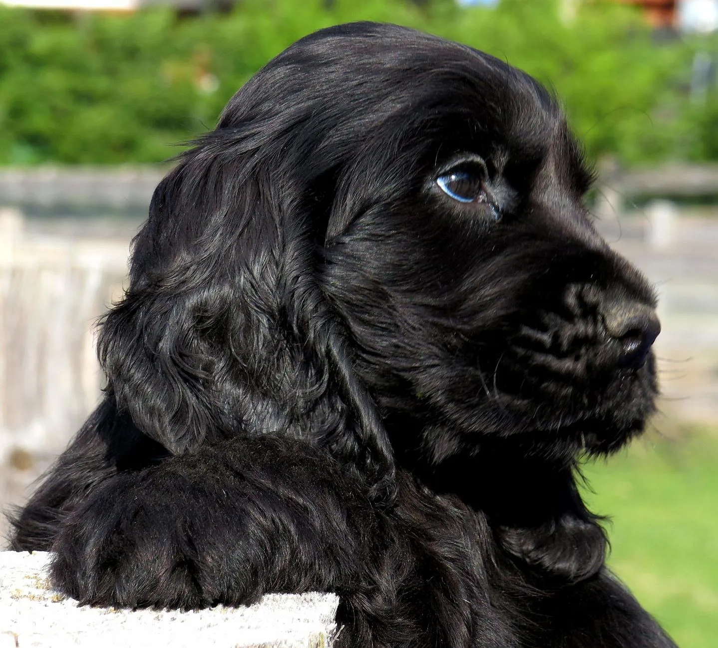 cucciolo di cocker nero trento - allevamento vicino a me
