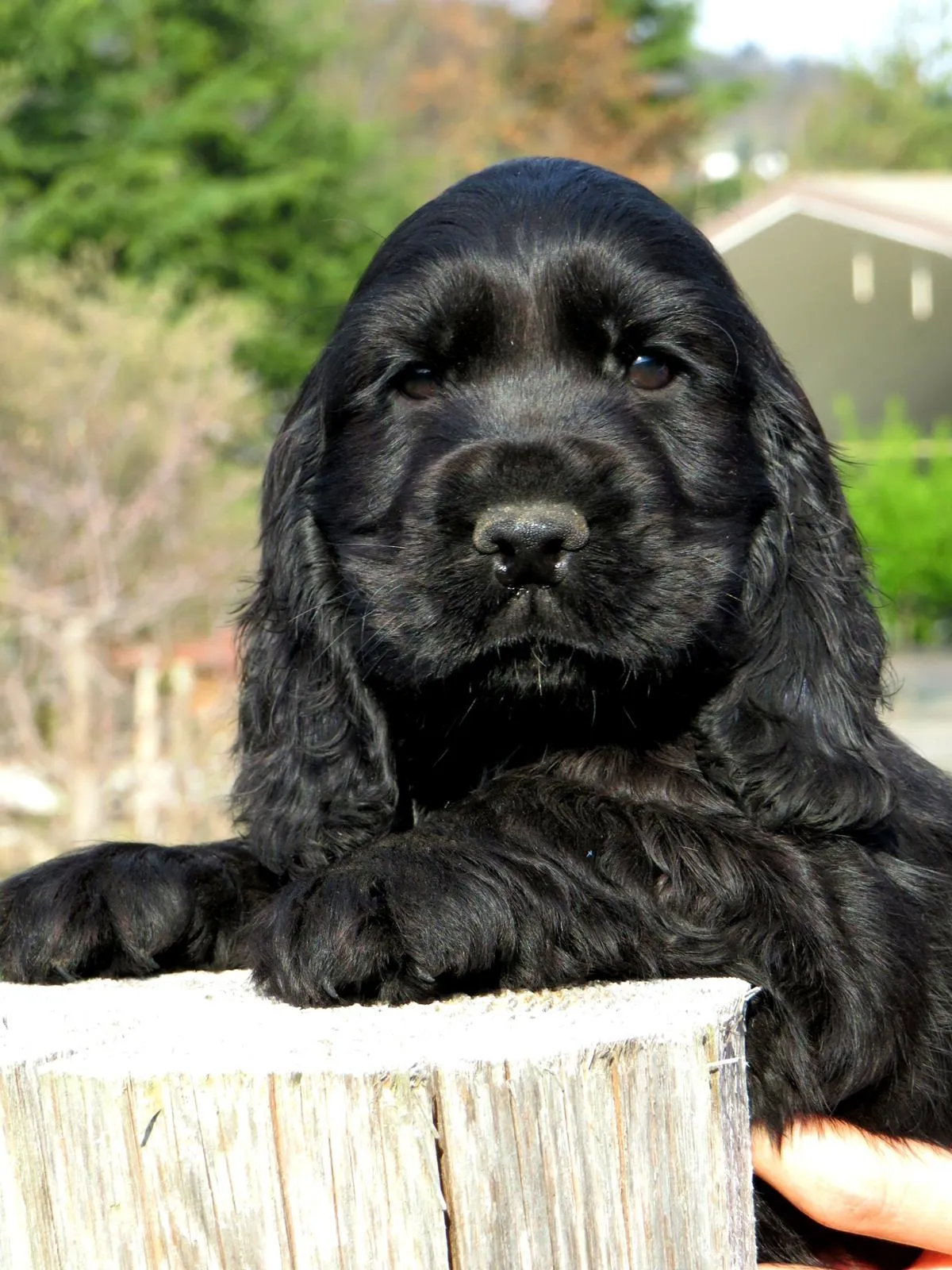 cucciolo di english cocker spaniel a trento - cucciolo nero cocker trento